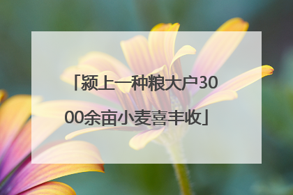 颍上一种粮大户3000余亩小麦喜丰收