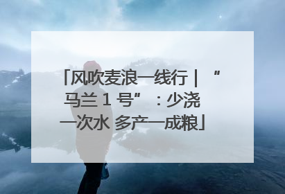 风吹麦浪一线行｜“马兰 1 号”：少浇一次水 多产一成粮