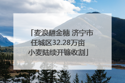 麦浪翻金穗 济宁市任城区32.28万亩小麦陆续开镰收割