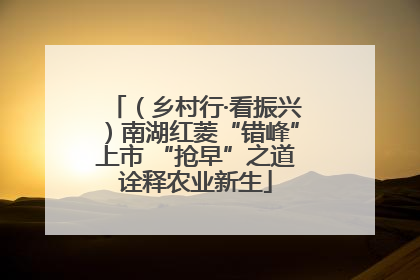 （乡村行·看振兴）南湖红菱“错峰”上市 “抢早”之道诠释农业新生