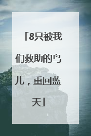 8只被我们救助的鸟儿，重回蓝天